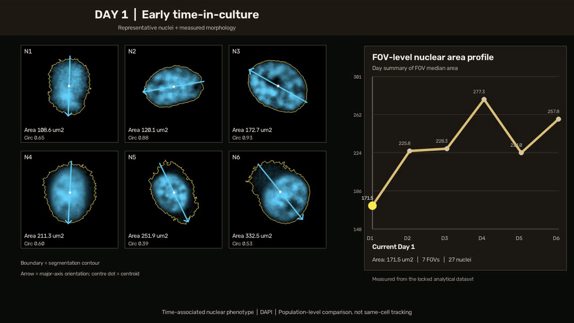 NucAgeAI pipeline animation: from a beating cardiomyocyte to a risk score